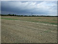 Stubble field, Mendlesham Green