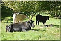 Cattle, Fens Haugh