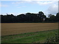 Stubble field and woodland