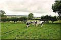 Mobbed by cows