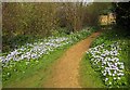 Anemones, Chastleton House