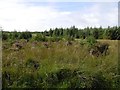 Heather and young trees