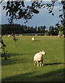 Field near Frinsted, Kent