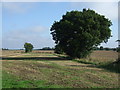 Field and tree off Lambert