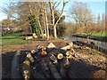 SP2965 : Trees, logs and woodchips on the floodbank behind Mercia Way, Warwick by Robin Stott