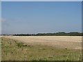 Arable land on the edge of Amble