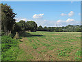 Footpath along arable field boundary, Stoke Tye