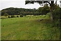 Sheep in a field