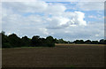 Farmland towards Cow Green