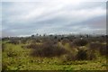 Rough grassland north of Pitsea Marshes