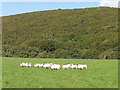 Flock of sheep beneath Stoneyard Wood