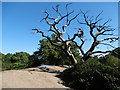 Dead tree next to Hollow Pond