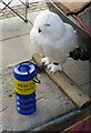 Snowy owl sleepily hoping for donations