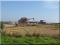 Harvesting wheat south of Warkworth