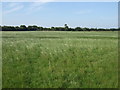 TF4580 : Grassland near Beesby Grange by JThomas