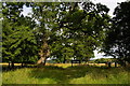 Ickworth Park: near Downter