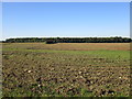 View towards Stubbings Wood