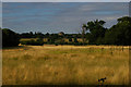 Ickworth Park: view north near the Ivy Cottage entrance