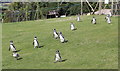 SH8378 : March of the Penguins at the Welsh Mountain Zoo by Jeff Buck