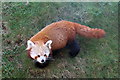SH8379 : Red Panda at the Welsh Mountain Zoo by Jeff Buck