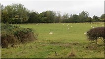 SO3464 : Sheep, Letchmoor by Richard Webb