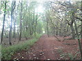 Robin Hood Way through Normanton Larches