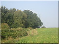 Telecomms mast at Ashmore Plantation