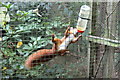 SH8378 : Red Squirrel feeding at the Welsh Mountain Zoo by Jeff Buck