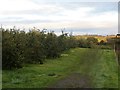 Orchard and hopyard, Lindridge