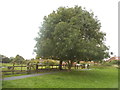 Tree on Fryent Park