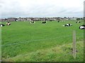 Cattle field, south of Wesham Hall