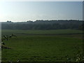 Grazing near Middleshaw