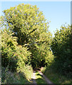 Footpath, Binley, Hampshire