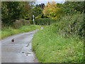 A pheasant on Broadway, Birlingham, Worcestershire