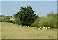 Riverside grazing north-east of Upper Arley, Worcestershire