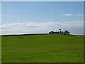 Clump of trees, Tannahill