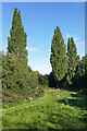 Three Poplars, Shepperton