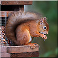 NJ2366 : A red squirrel at Loch Spynie by Walter Baxter