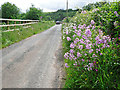 Wildflowers on a roadside verge