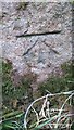 Benchmark on gatepost near Caerhys