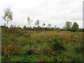 Rough meadows near Abingdon