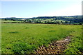 Field near South Waterhayne