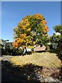 Sycamore tree in autumn colour