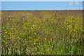 TQ5044 : Buttercup Meadow by N Chadwick