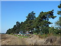 Row of trees near Thirlwall Drive, Fordham