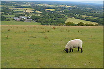 TQ3512 : Sheep, Plumpton Plain by N Chadwick