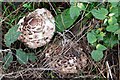 TQ8391 : Hedgerow mushrooms by John Myers