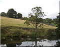 Fields sloping down to Leeds and Liverpool Canal, Simpson Green, viewed from canal towpath