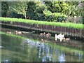 Ducks on the New River east of the King