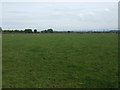 Grazing near Gowbarrow